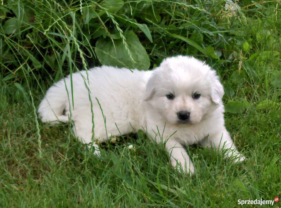 Owczarek podhalański z rodowodem championie Lublin
