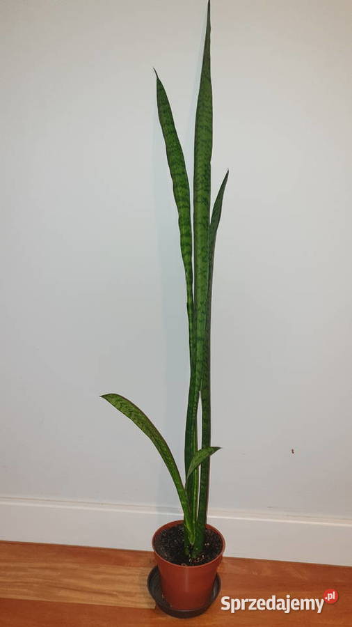 Sansewieria wysoka wysokość 92 Kaktusy i sukulenty Warszawa