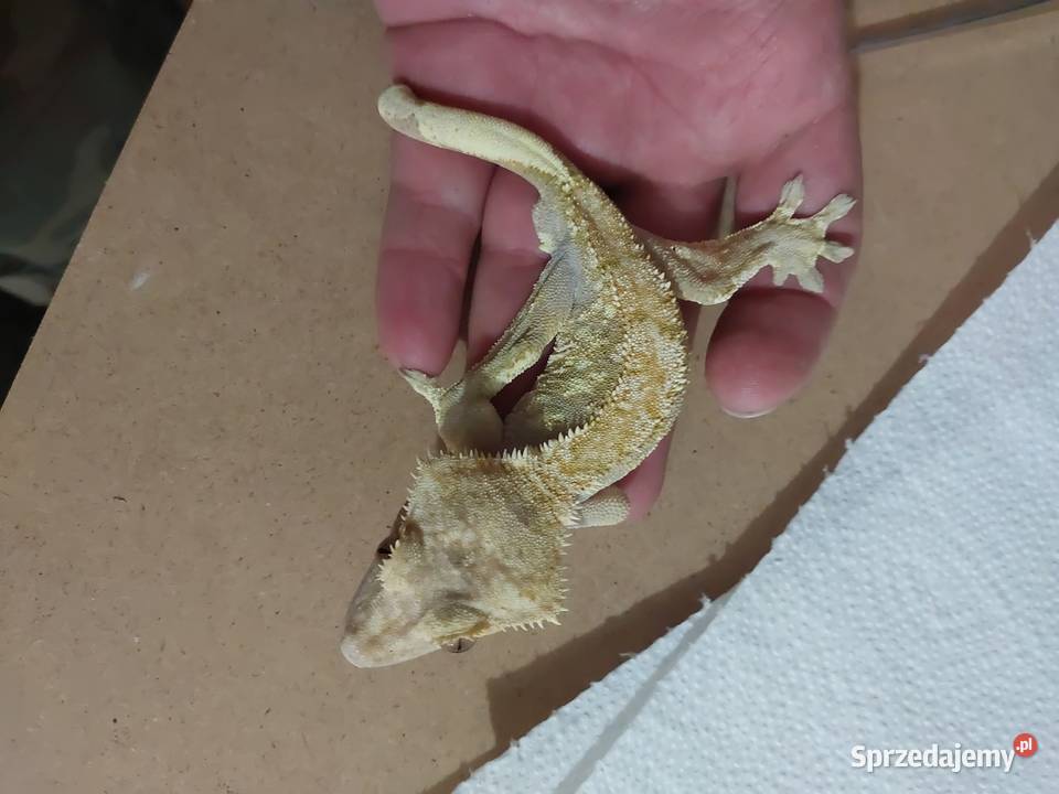 Gekony orzesione gekon