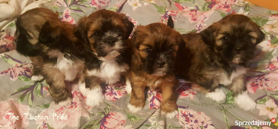 Szczenięta Lhasa Apso kuzyn Shih Tzu rodowód Pozostałe Kraków