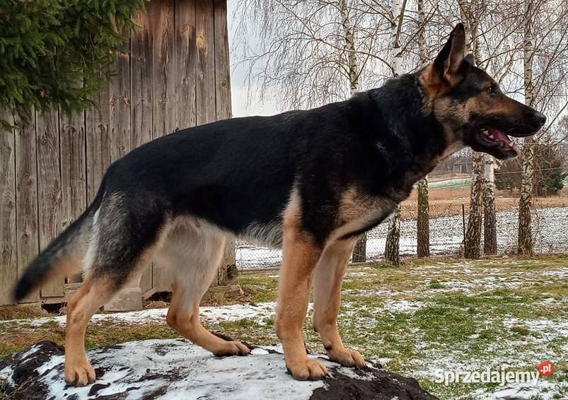 Owczarek niemiecki krótkowłosy suczka czarna lubelskie