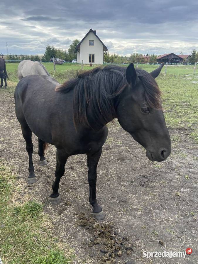 Wałach Grand HaflingerMałopolak Zamość