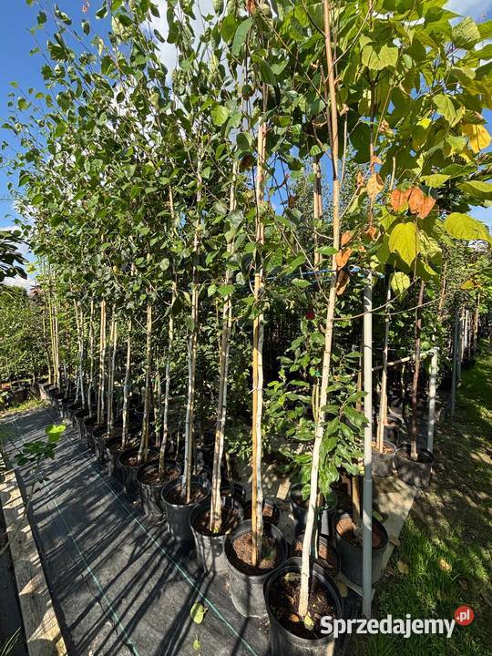 Brzoza pożyteczna Doorenbos 300 biała kora sprzedam