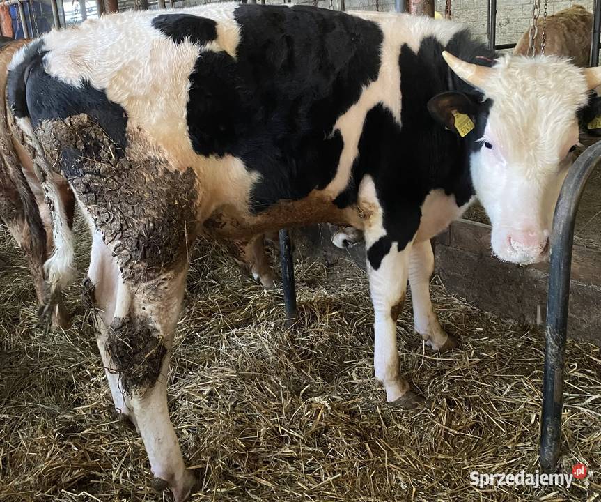 9 sztuk byków urodzone marzec kwiecień 2025 300 warmińsko-mazurskie Morąg sprzedam