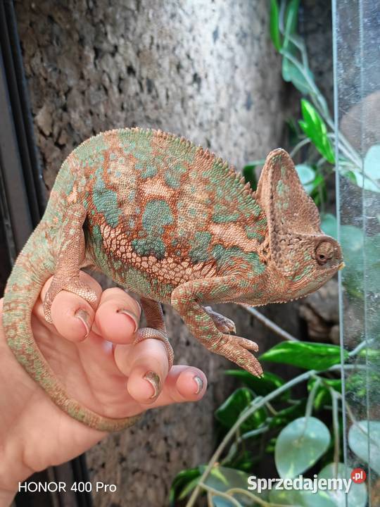 Kameleon lamparci samiec Oława