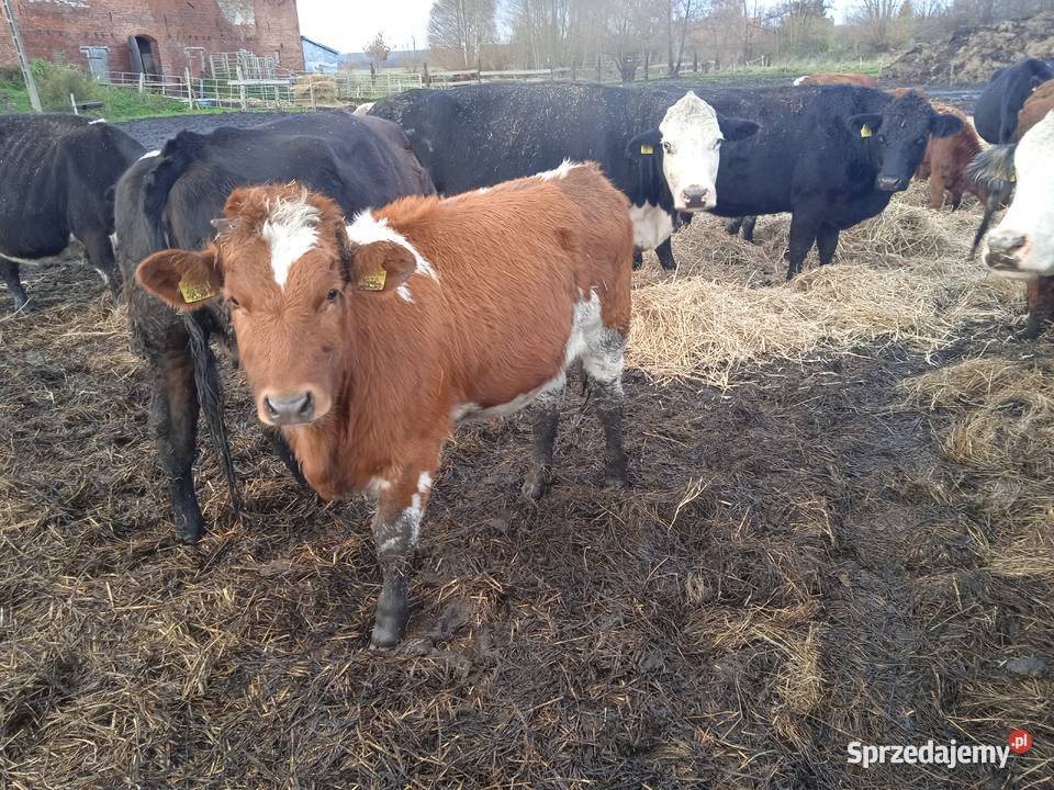 Jałówki odsadki Przynotecko