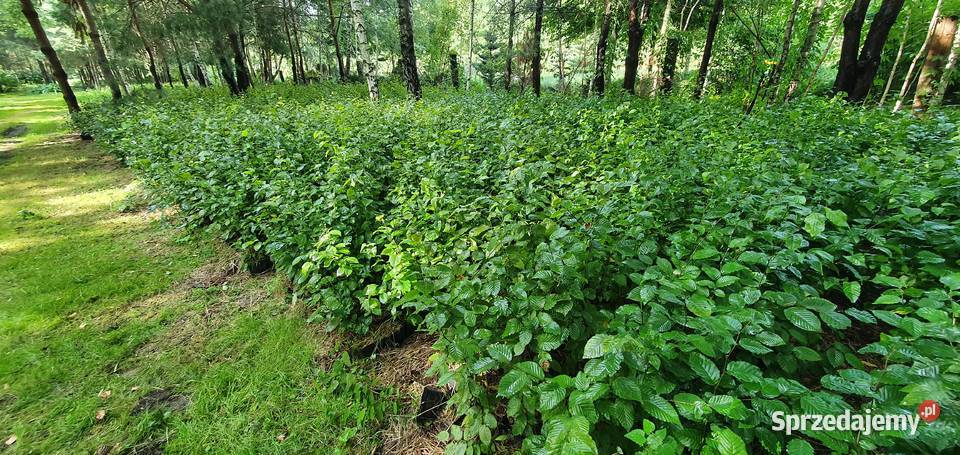 Grab na żywopłot Duże sadzonki grabu graby na Rośliny