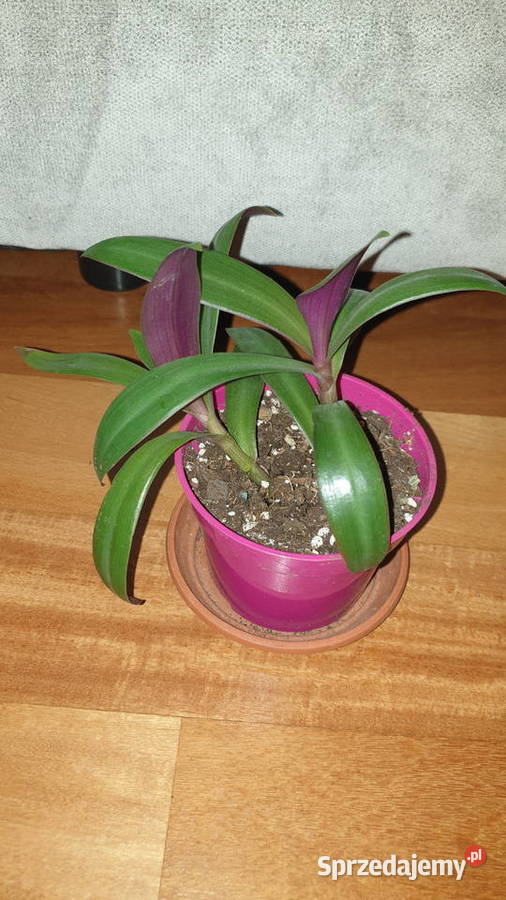 Trzykrotka reo meksykańskie 2 sadzonki w Warszawa