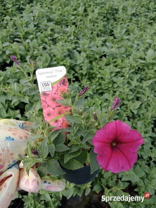 Pelargonia stojąca krakowiaki żywe kwiaty w Kwitnące małopolskie Czulice