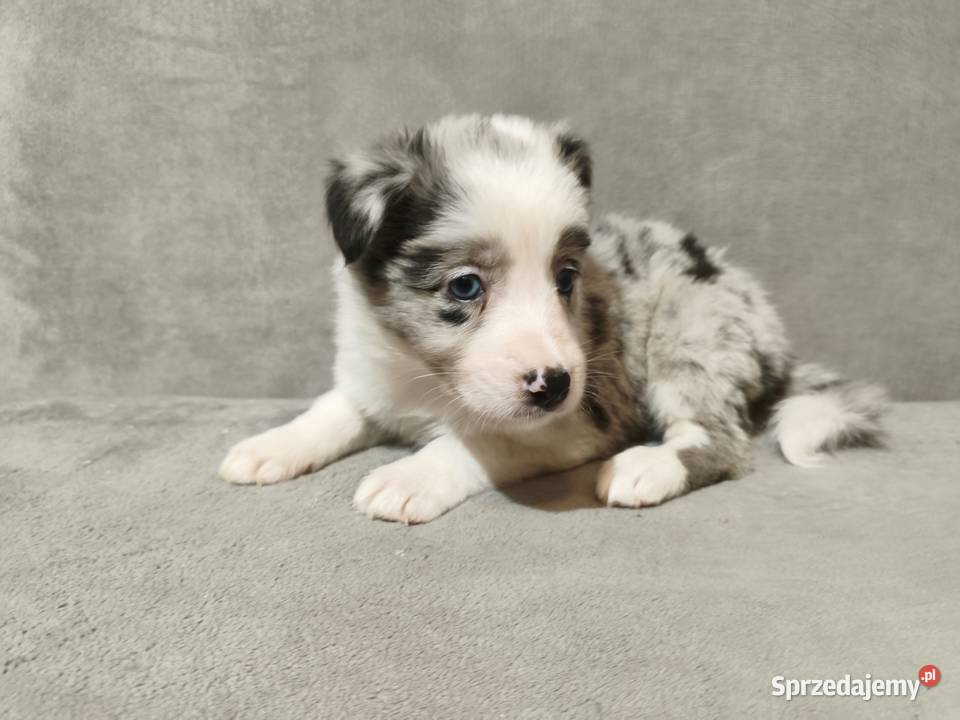 Suczka Border collie blue merle z rodowodem z Rymanów