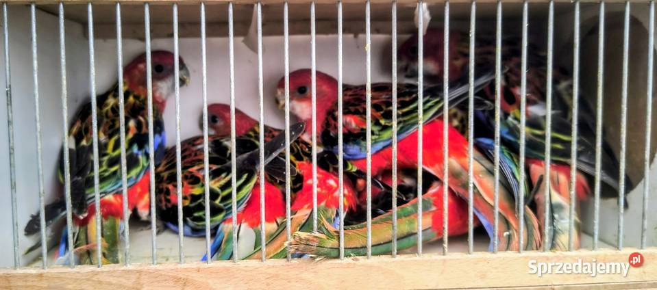 Papugi różne mazowieckie Jaworowa