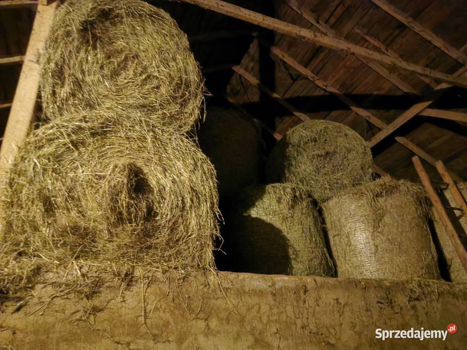Siano z ostatnich zbiorów 2025 Trawy, słoma Rychwał