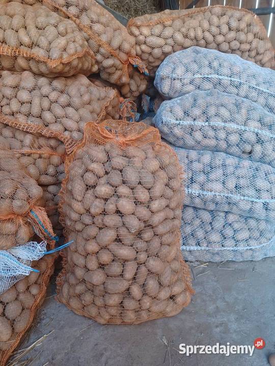 Sprzedam ziemniaki sadzeniaki catania Orońsko