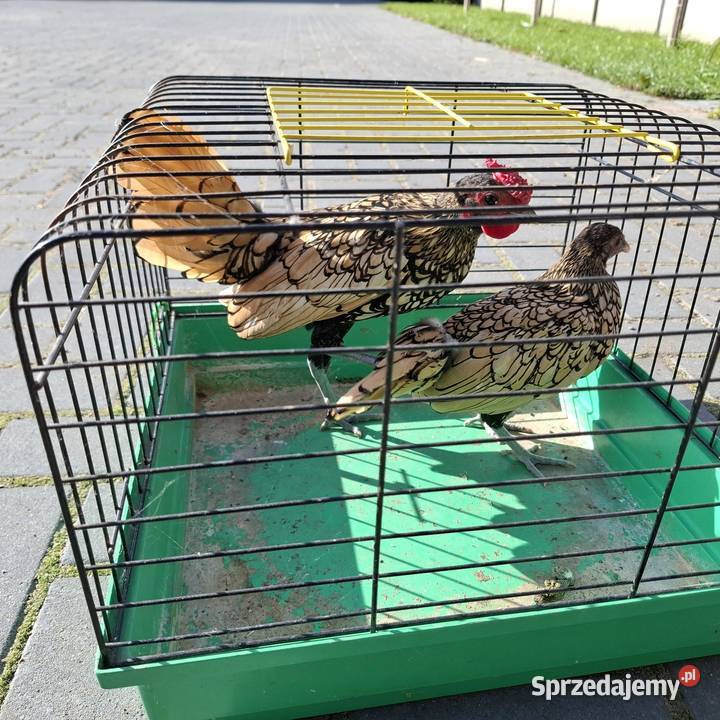 Sebrytki Ostrów Wielkopolski