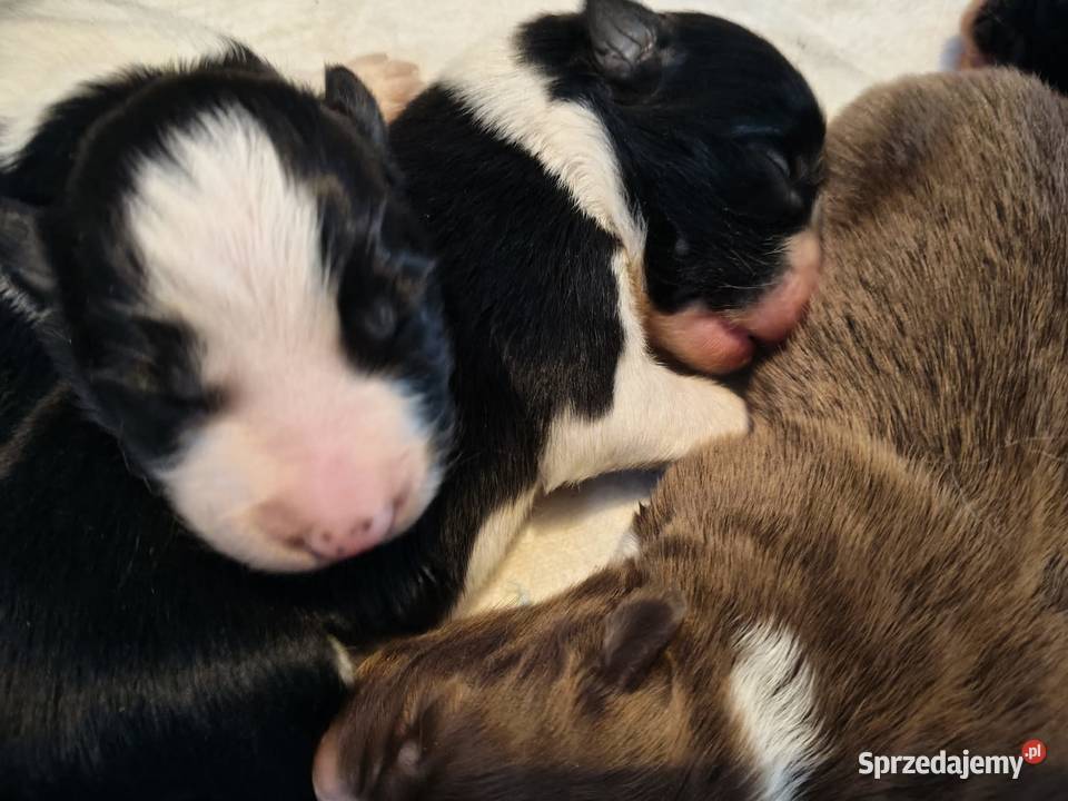 Szczeniak Border Collie ZKwP FCI