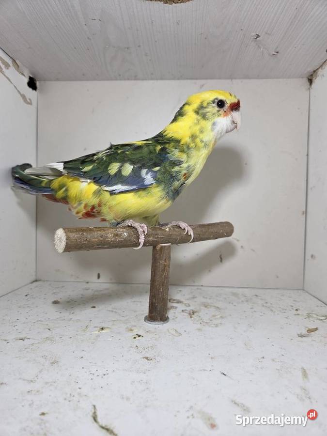 Rozella królewska samiec wielkopolskie Szymanowice