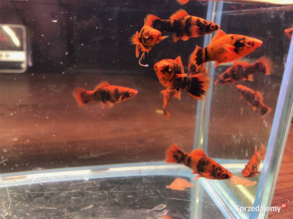 Marble mieczyki ładne Justynów