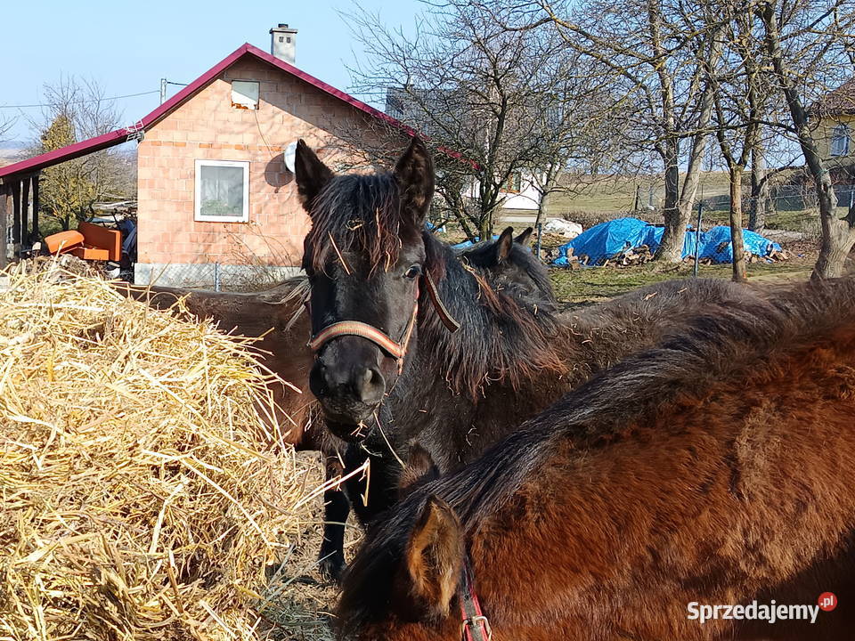 Źrebaki huculskie Konie Tuligłowy
