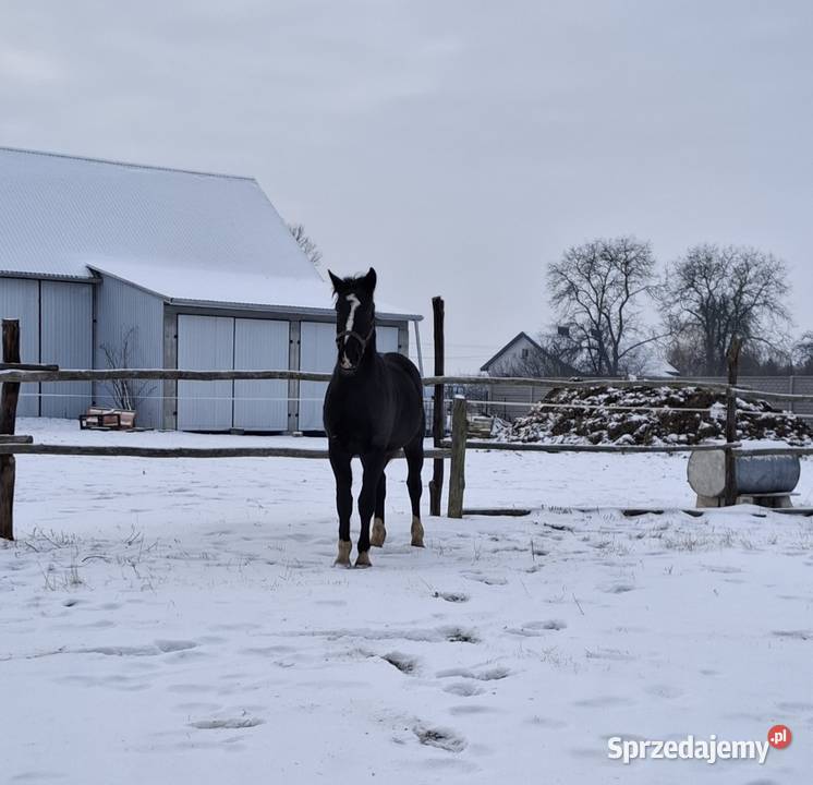 Sprzedam wałacha Jabłoń