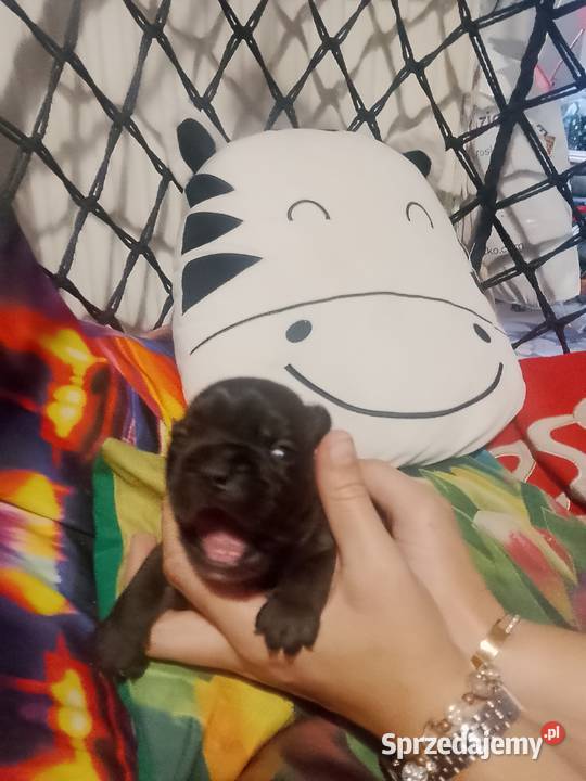 Buldog Francuski szczeniaki Białystok