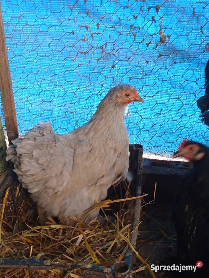 Sprzedam kury kochinki miniaturki Koźminek