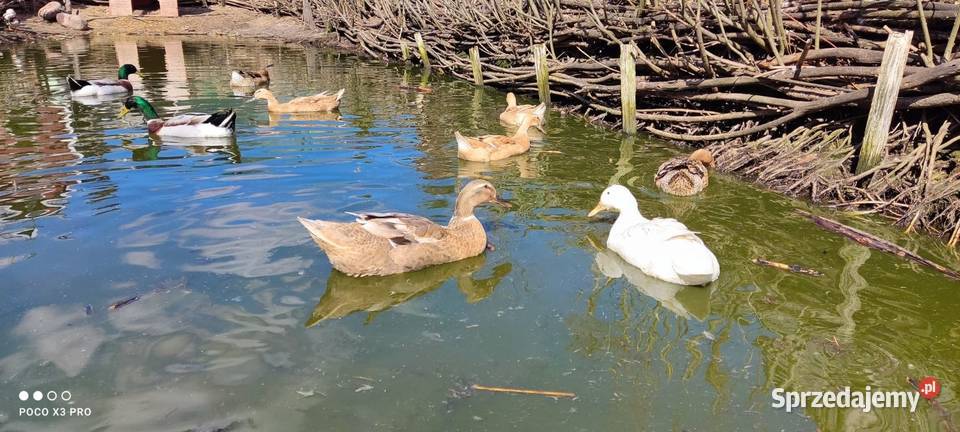 Jaja lęgowe kaczek mix mazowieckie Łochów sprzedam