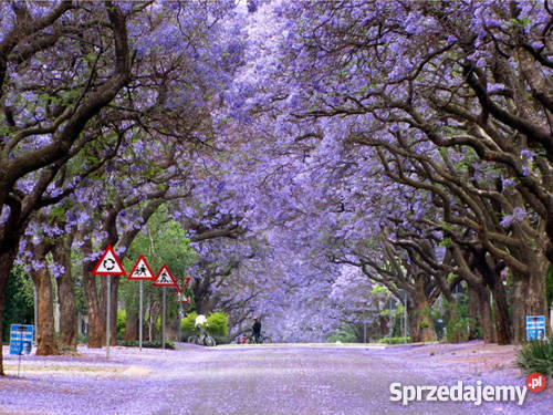 HIT Jakaranda Mimozolistna Nasiona Poznań sprzedam
