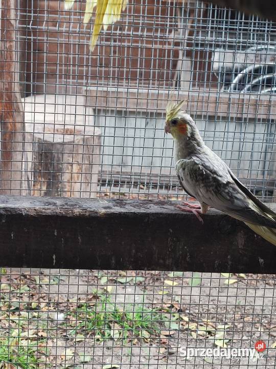 Sprzedam papugi nimfy z tego roku i trzy sprzedam