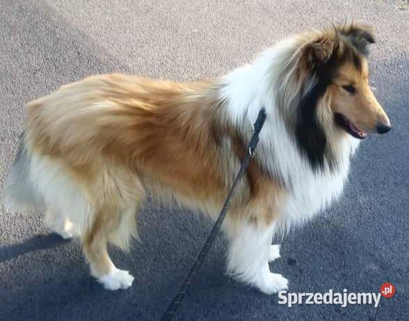 Owczarek szkocki collie piesek Owczarek