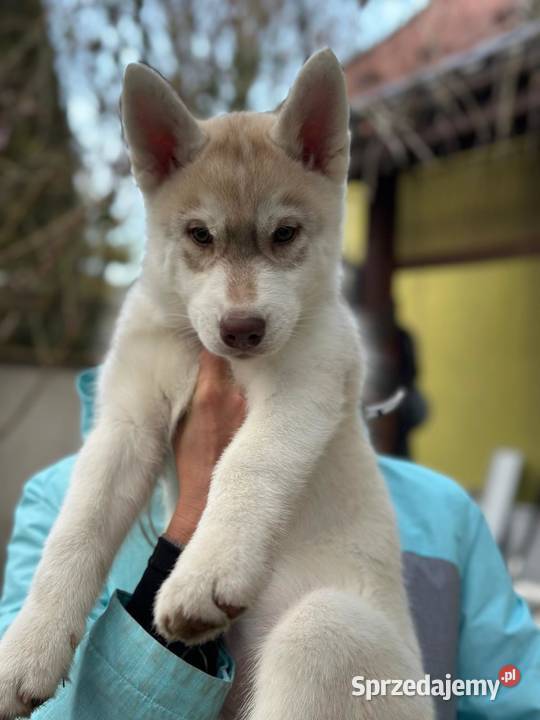 Siberian Husky Championach ZKwP FCI Husky małopolskie Kraków