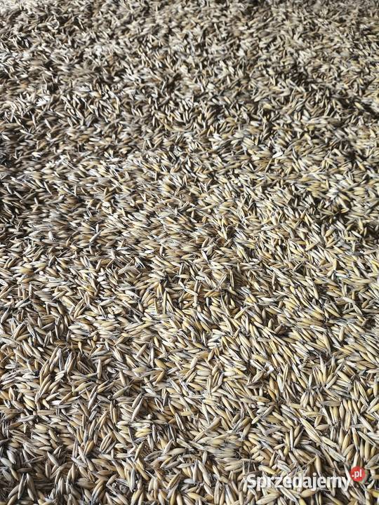 Owies zbiór 2025 podkarpackie Kamień