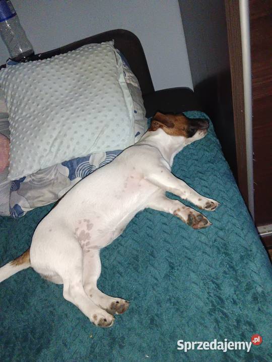 Suczka Jack Russell Terrier Koźle sprzedam