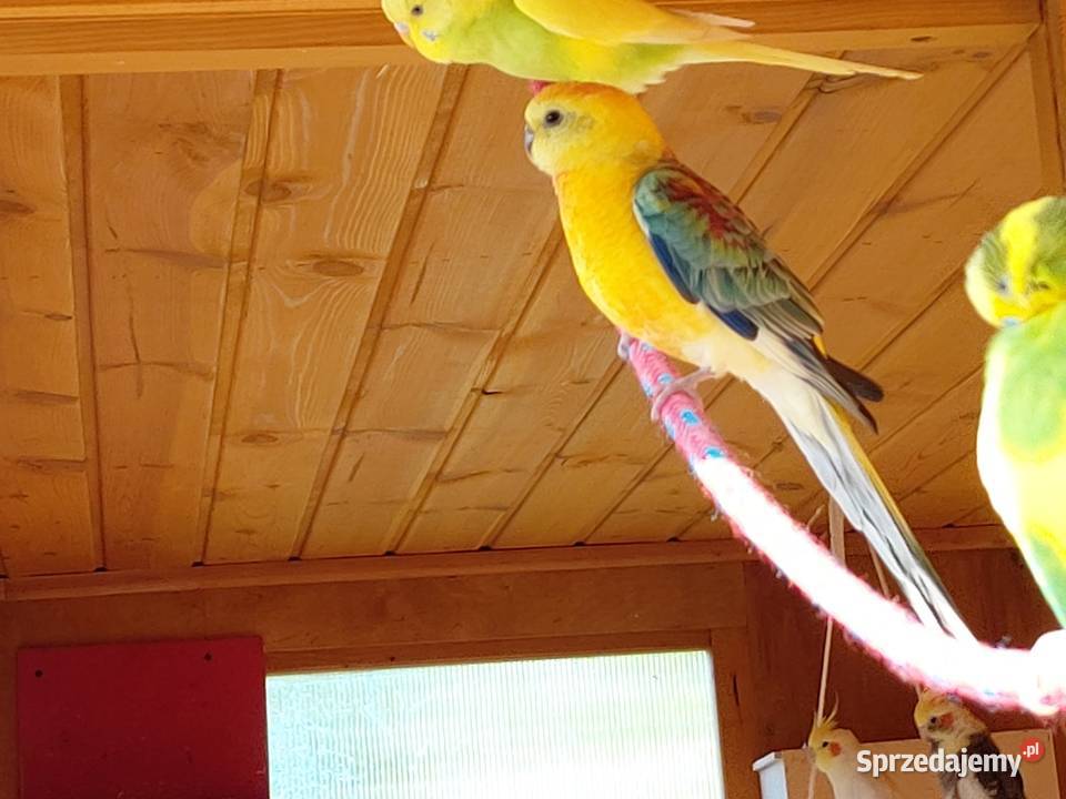 Papugi Świergotki Klęcino