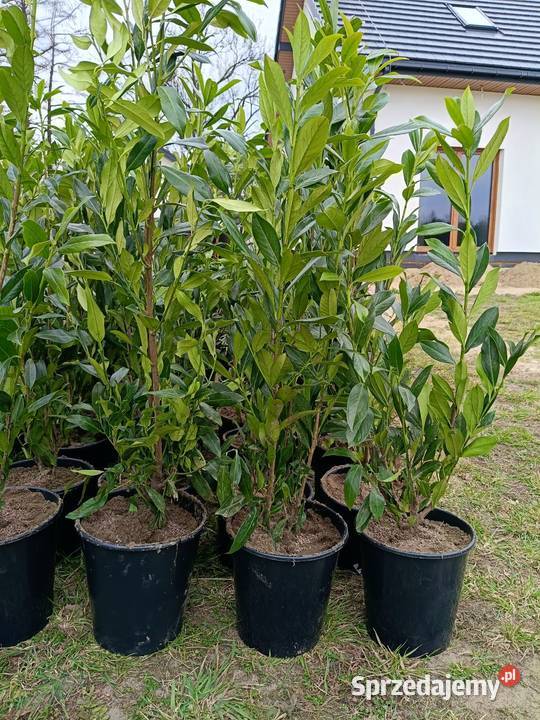 Laurowiśnia Caucasica Pabianice