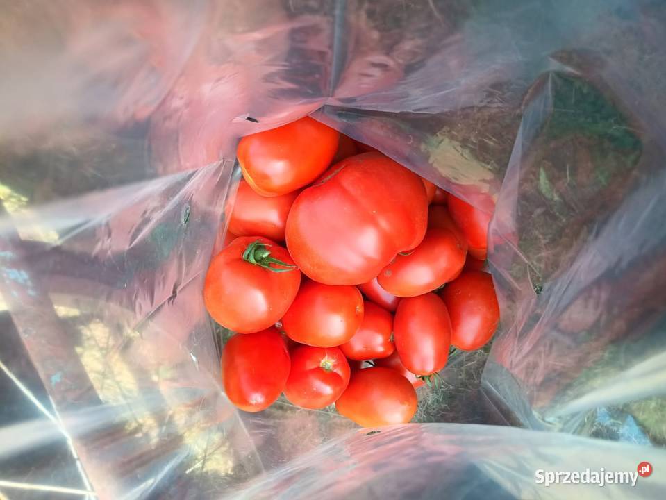 Pomidor Dyno Jarosławiec
