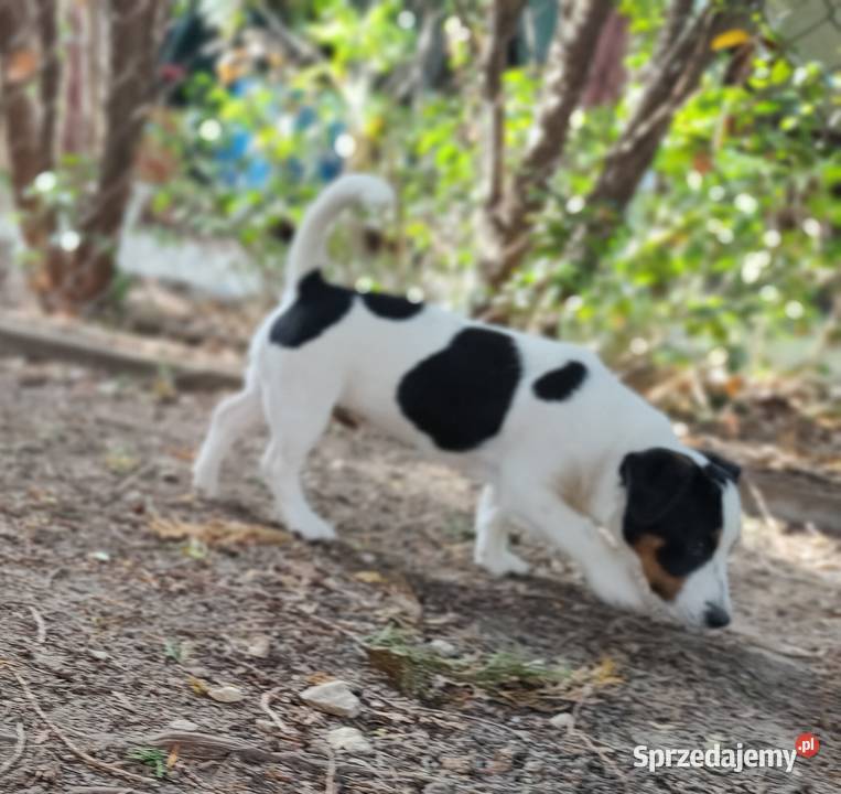 Piesek trikolor Jack Russell Terrier FCI dolnośląskie Wrocław sprzedam