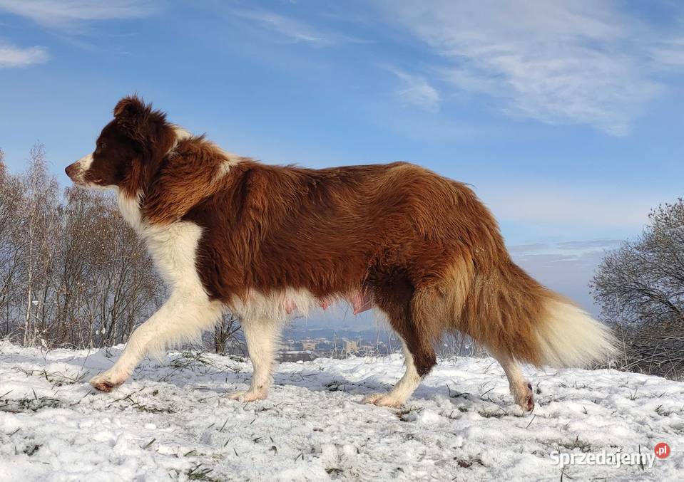 Rasowy pies Border Collie z pełną dok przebadani