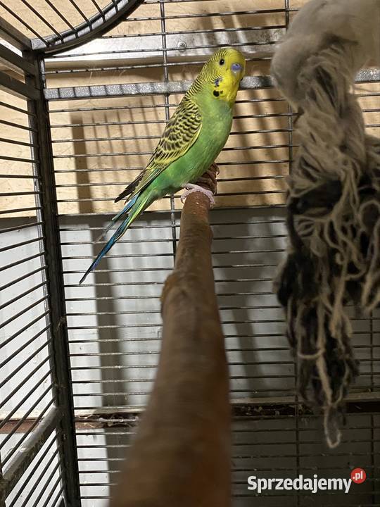 Papużki faliste wielkopolskie sprzedam