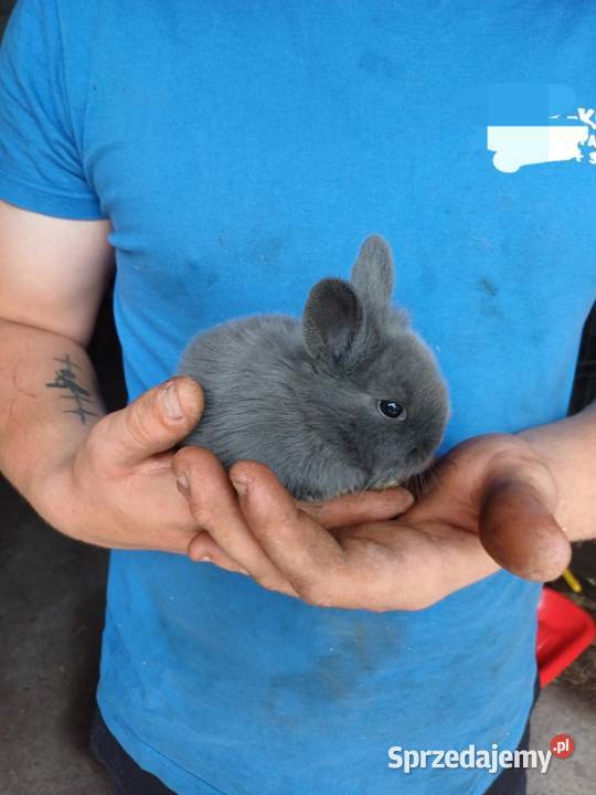 Sprzedam króliki miniaturki Chojnice