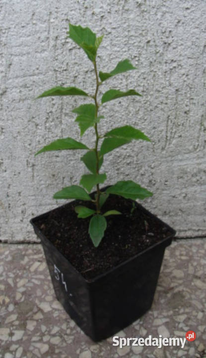 KUDRANIA Cudrania tricuspidata sadzonki w Ustronie