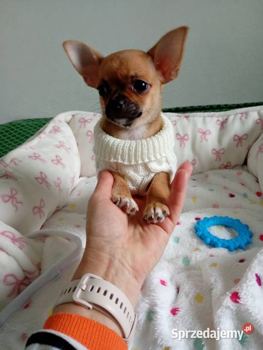 Biszkoptowa chihuahua Chihuahua Konin