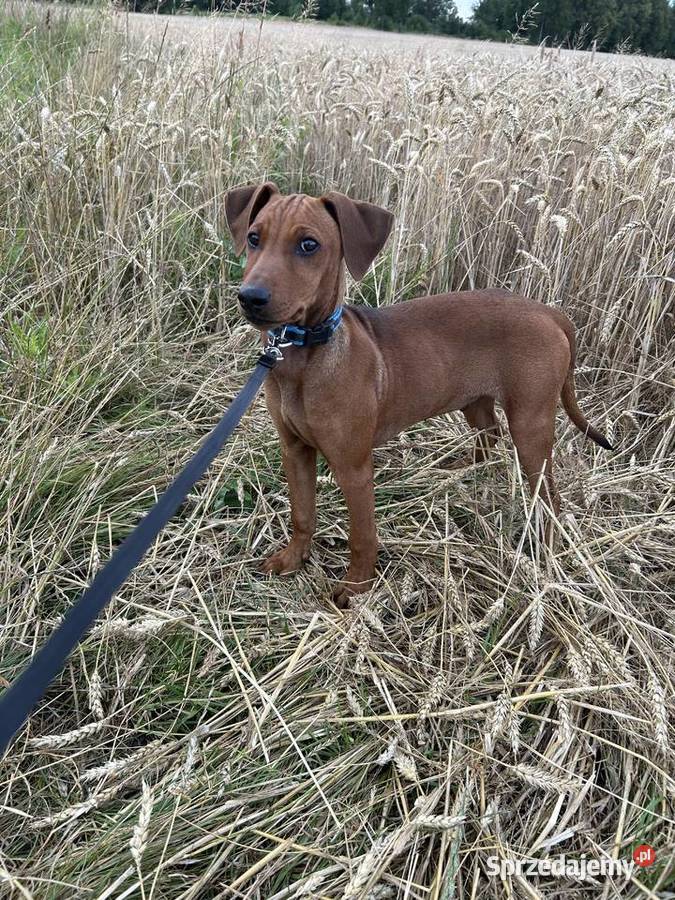 Szczenięta Pinczera Niemieckiego podlaskie Suwałki