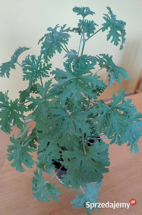 Anginka geranium w doniczce sprzedam