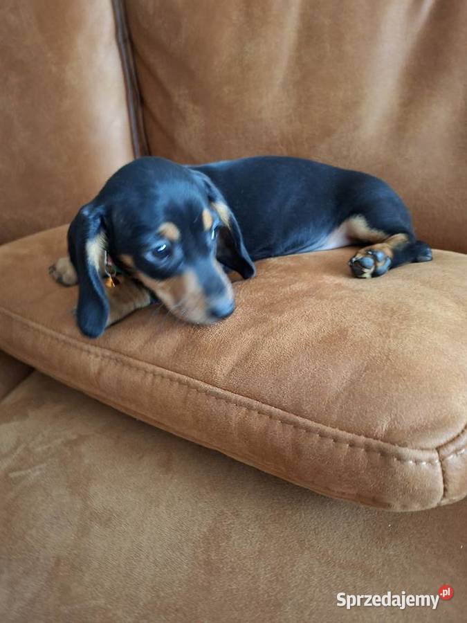 Jamnik czarny piesek Psy Gostyń sprzedam