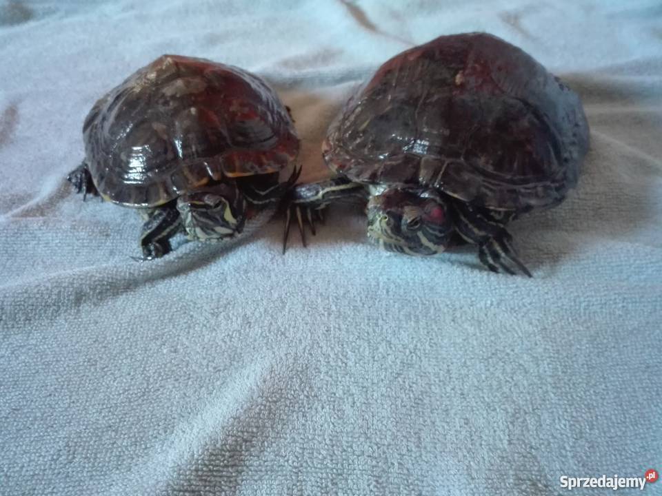 Do sprzedania dwa żółwie żółtolicy i Pozostałe