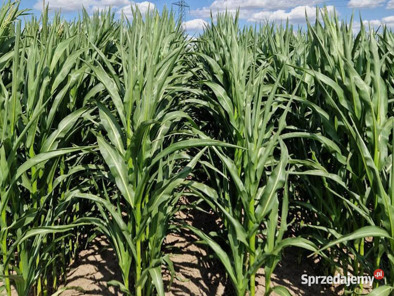 Nasiona kukurydza SY Aniston FAO 250 na kiszonkę kujawsko-pomorskie Radzyń Chełmiński sprzedam