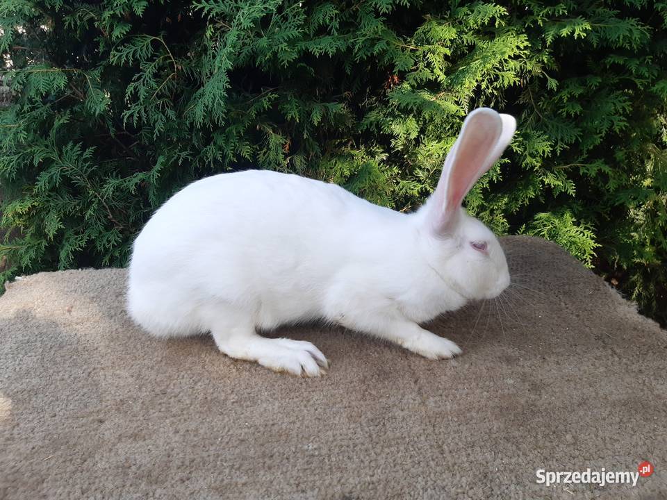 króliki termondzkie Bielsk Podlaski
