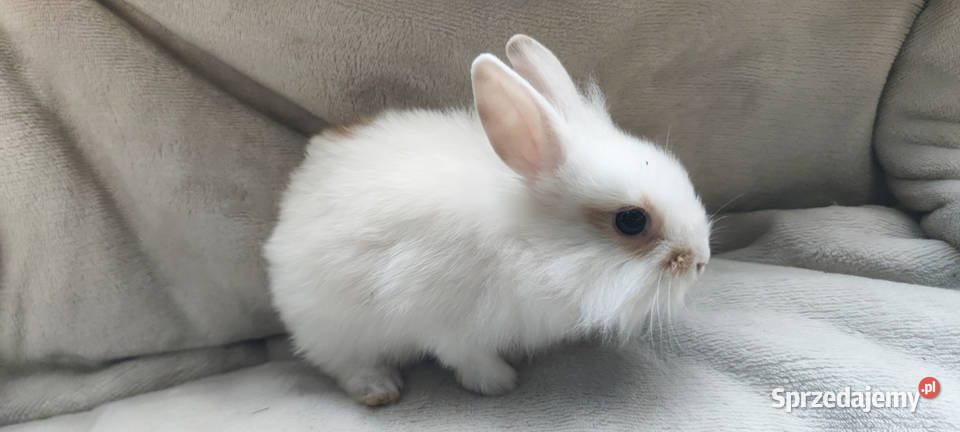 Królik miniaturka Soborzyce