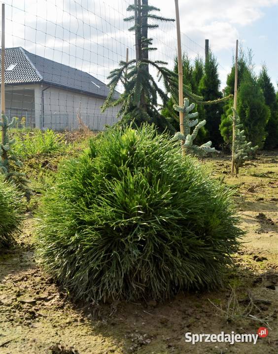 sosna Varella małopolskie