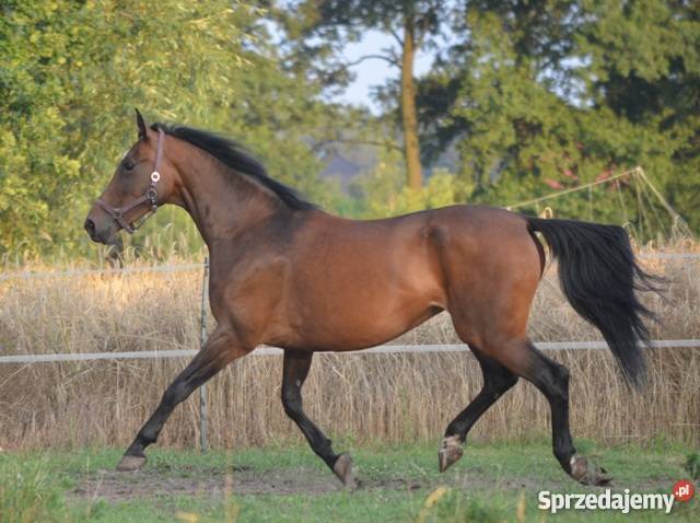 Sprzedam klacz Sp Dębina